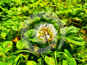 Trifolium repens, theÃÂ white clover also known asÃÂ Dutch clover,ÃÂ Ladino clover, orÃÂ Ladino photo